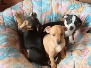 Cachorro raça SRD-ViraLata idade 2 a 6 meses nome sem nome 
