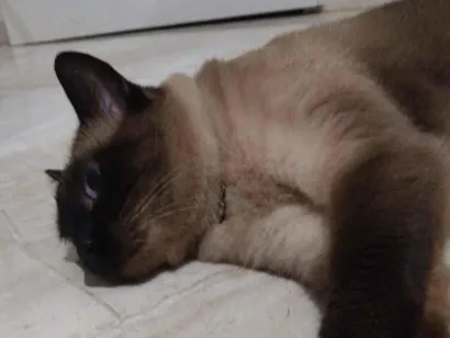 Gato raça SRD-ViraLata idade 5 anos nome Luna
