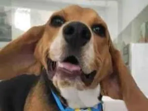 Cachorro raça Dálmata idade 7 a 11 meses nome Peter 