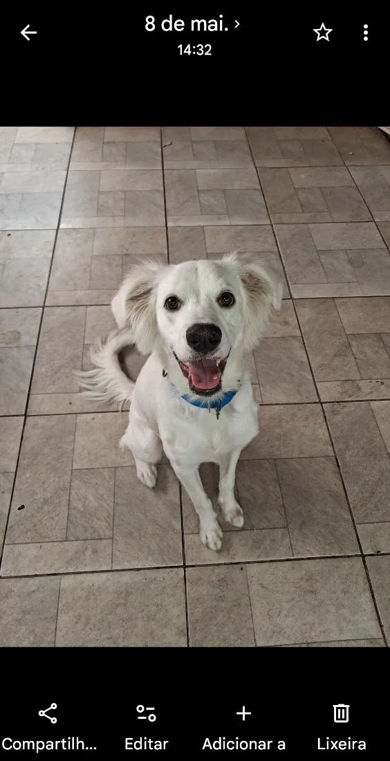 Cachorro raça SRD-ViraLata idade 7 a 11 meses nome Asla