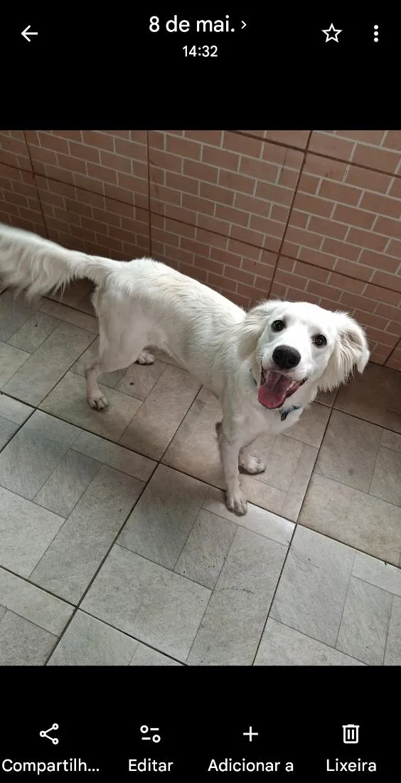 Cachorro raça SRD-ViraLata idade 7 a 11 meses nome Asla