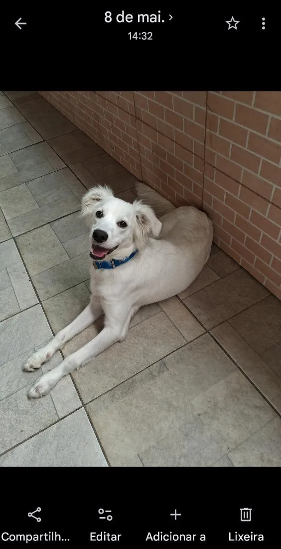 Cachorro raça SRD-ViraLata idade 7 a 11 meses nome Asla
