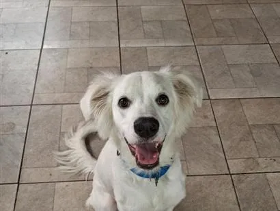Cachorro raça SRD-ViraLata idade 7 a 11 meses nome Asla