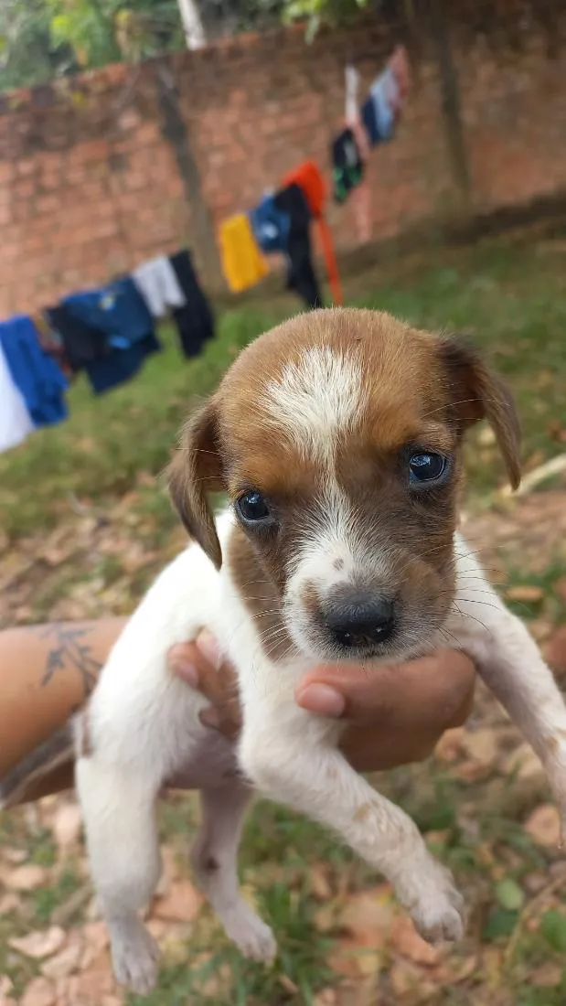 Cachorro raça SRD-ViraLata idade Abaixo de 2 meses nome pituca