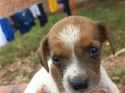 Cachorro raça SRD-ViraLata idade Abaixo de 2 meses nome pituca