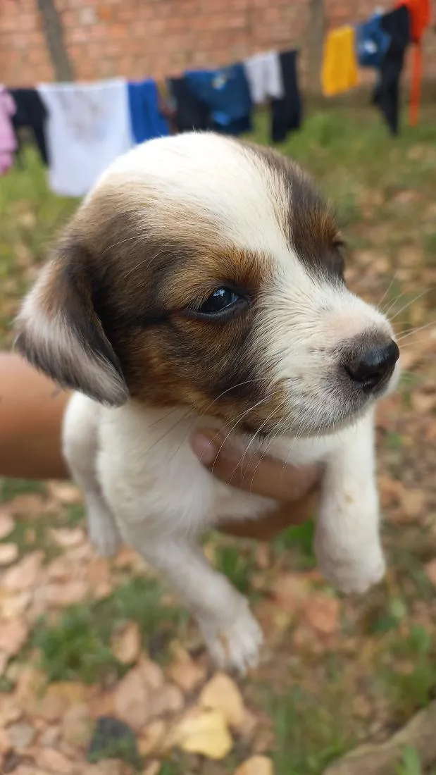 Cachorro raça SRD-ViraLata idade Abaixo de 2 meses nome pituquinha