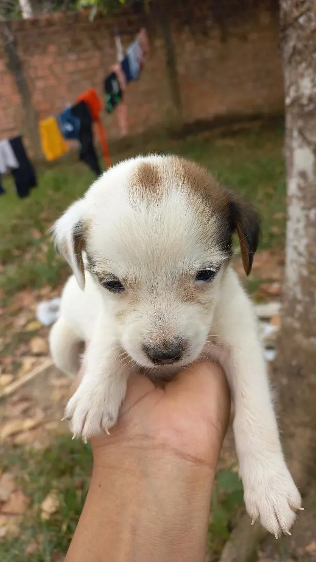 Cachorro raça SRD-ViraLata idade Abaixo de 2 meses nome branquinha