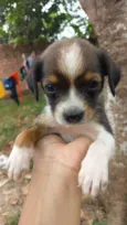 pretinha
