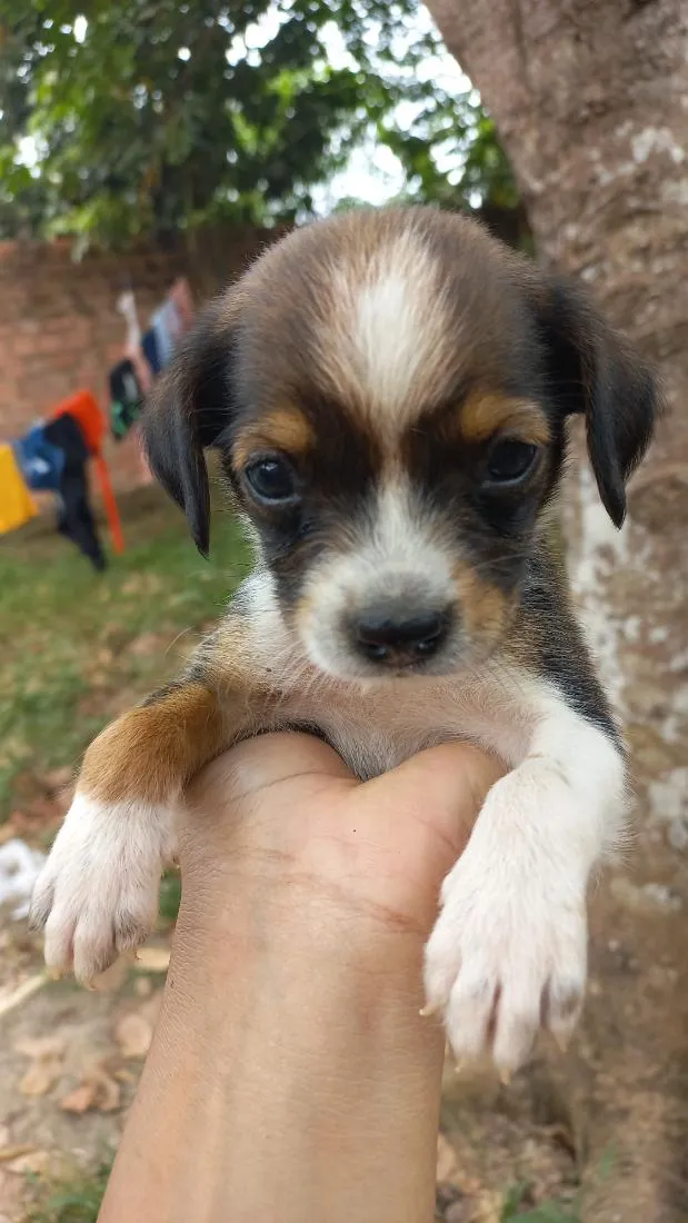 Cachorro raça SRD-ViraLata idade Abaixo de 2 meses nome pretinha