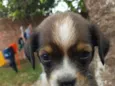 pretinha