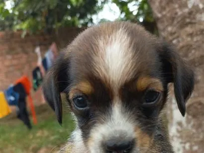 Cachorro raça SRD-ViraLata idade Abaixo de 2 meses nome pretinha