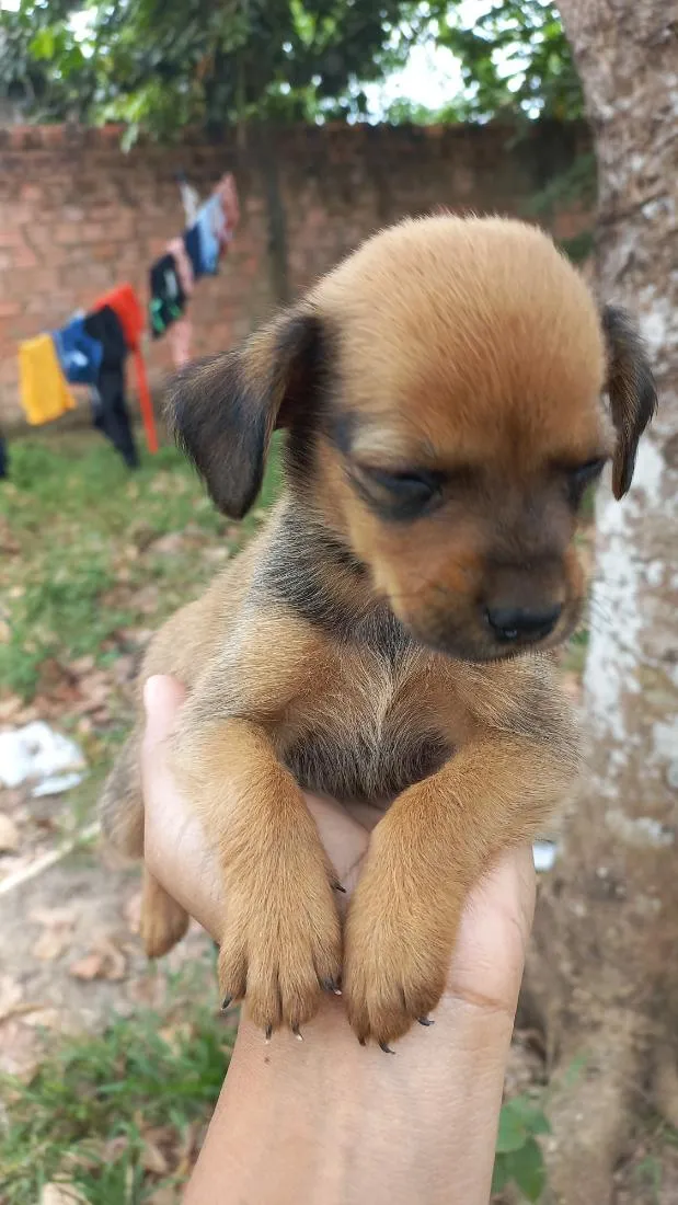 Cachorro raça SRD-ViraLata idade Abaixo de 2 meses nome Pandora 