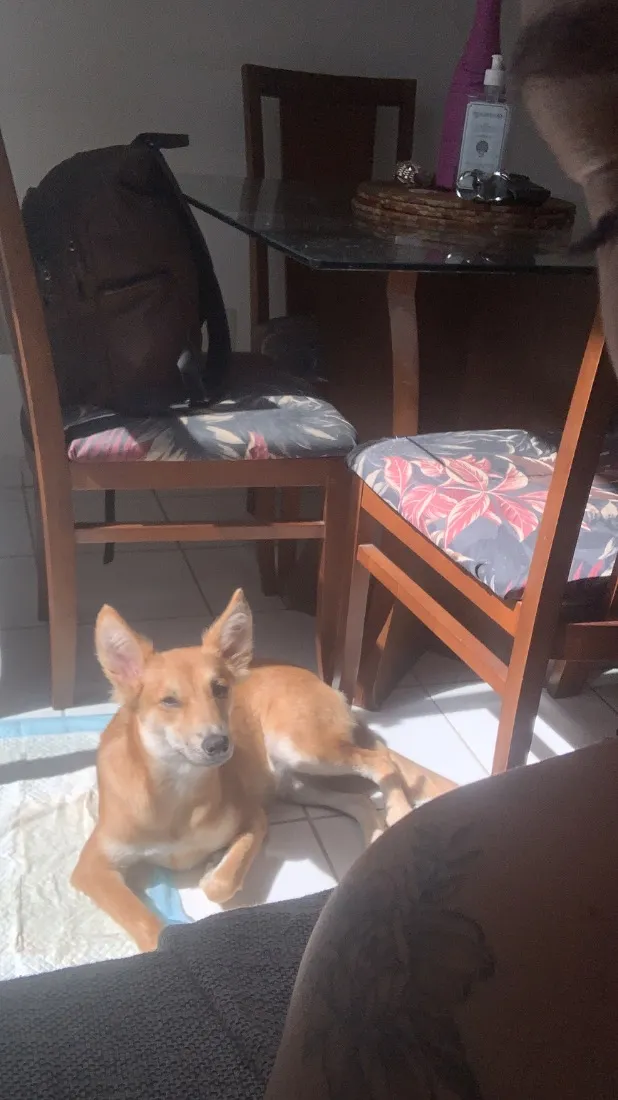 Cachorro raça SRD-ViraLata idade 7 a 11 meses nome Zara