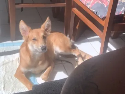 Cachorro raça SRD-ViraLata idade 7 a 11 meses nome Zara