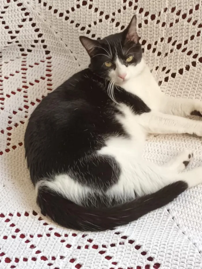Gato raça SRD-ViraLata idade 6 ou mais anos nome Ayla Maria