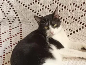 Gato raça SRD-ViraLata idade 6 ou mais anos nome Ayla Maria