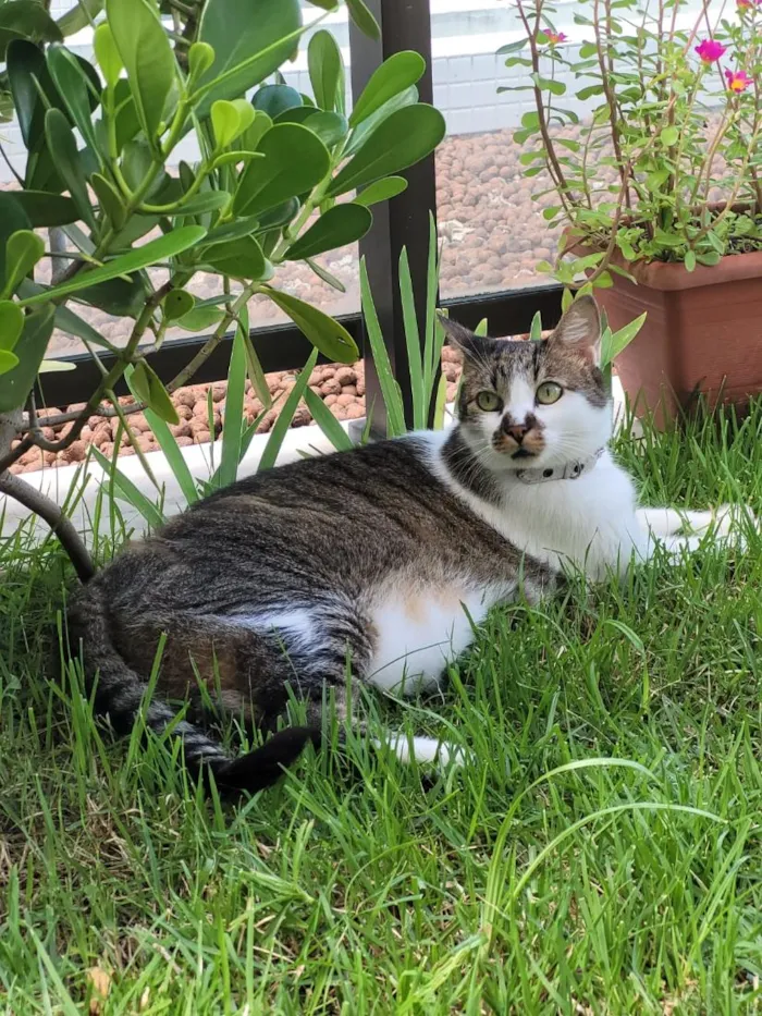 Gato raça SRD-ViraLata idade 6 ou mais anos nome Chaplin
