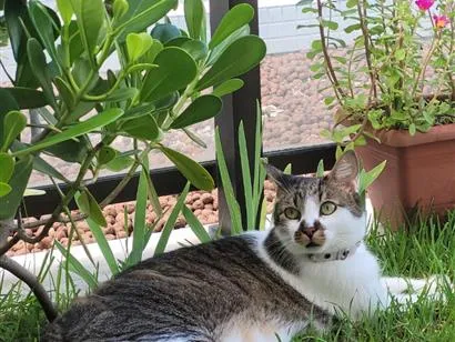 Gato raça SRD-ViraLata idade 6 ou mais anos nome Chaplin