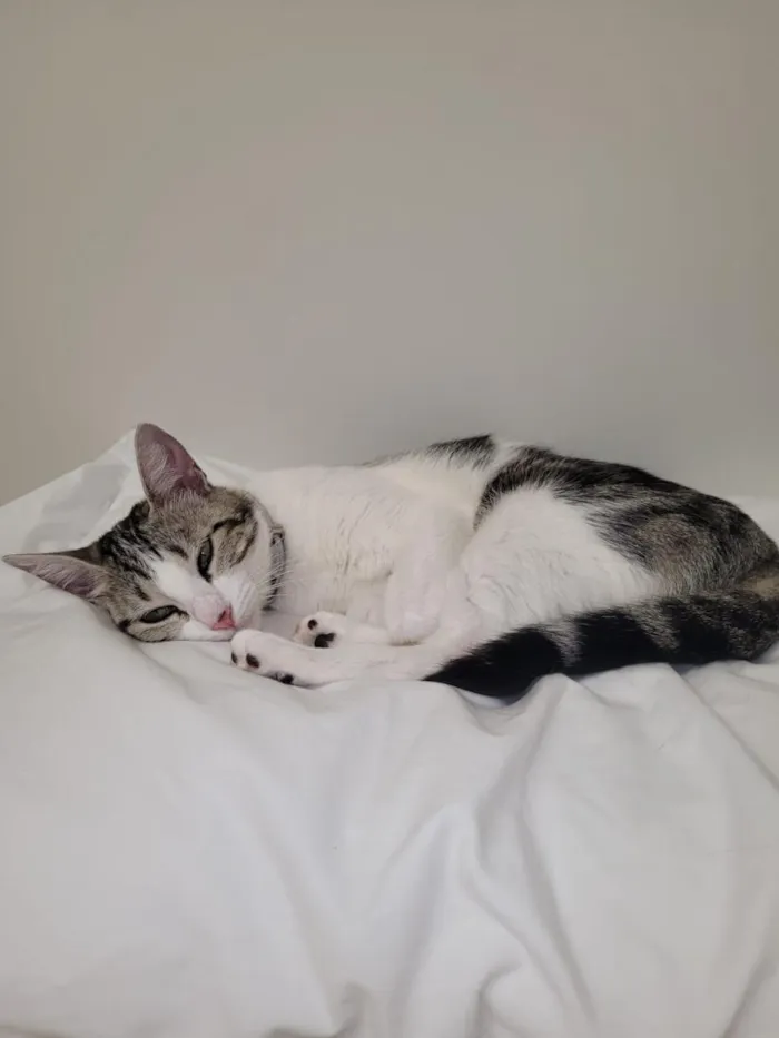 Gato raça SRD-ViraLata idade 6 ou mais anos nome Malya