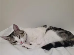 Gato raça SRD-ViraLata idade 6 ou mais anos nome Malya
