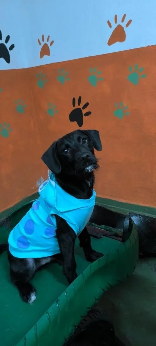 Cachorro raça SRD-ViraLata idade 2 a 6 meses nome Bob Marley