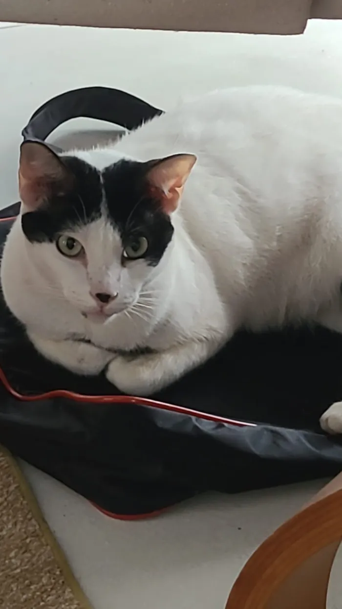 Gato raça SRD-ViraLata idade 6 ou mais anos nome Ana Katarina