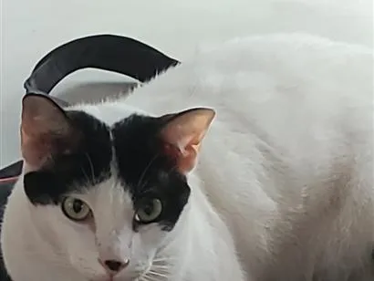 Gato raça SRD-ViraLata idade 6 ou mais anos nome Ana Katarina