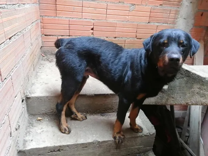 Cachorro raça Rottweiler idade 5 anos nome link 