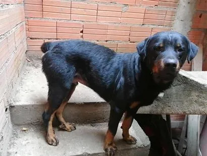Cachorro raça Rottweiler idade 5 anos nome link 