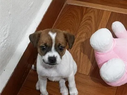 Cachorro raça SRD-ViraLata idade 2 a 6 meses nome Zoé 
