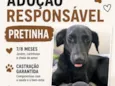 Pretinha