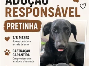 Cachorro raça SRD-ViraLata idade 7 a 11 meses nome Pretinha