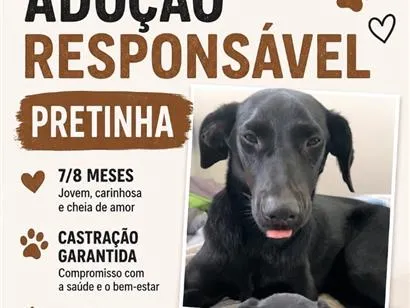 Cachorro raça SRD-ViraLata idade 7 a 11 meses nome Pretinha