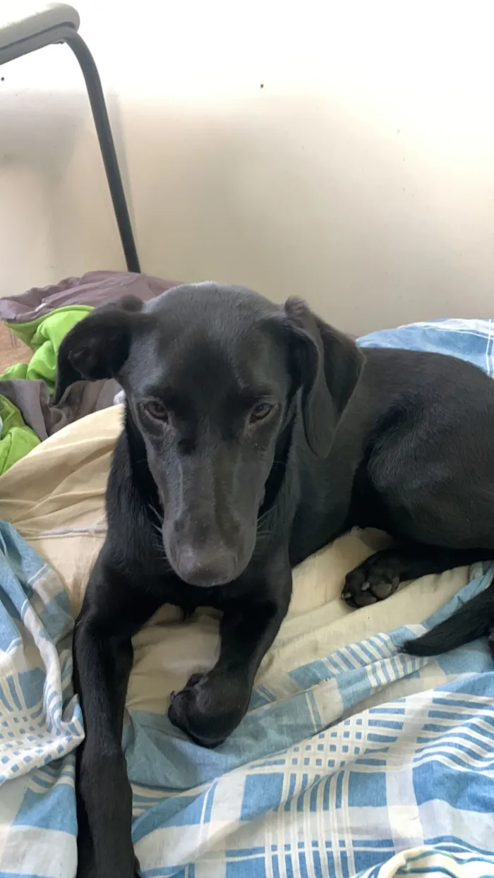 Cachorro raça SRD-ViraLata idade 7 a 11 meses nome Pretinha