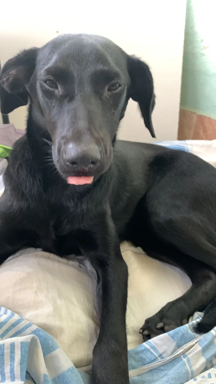Cachorro raça SRD-ViraLata idade 7 a 11 meses nome Pretinha