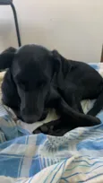 Pretinha