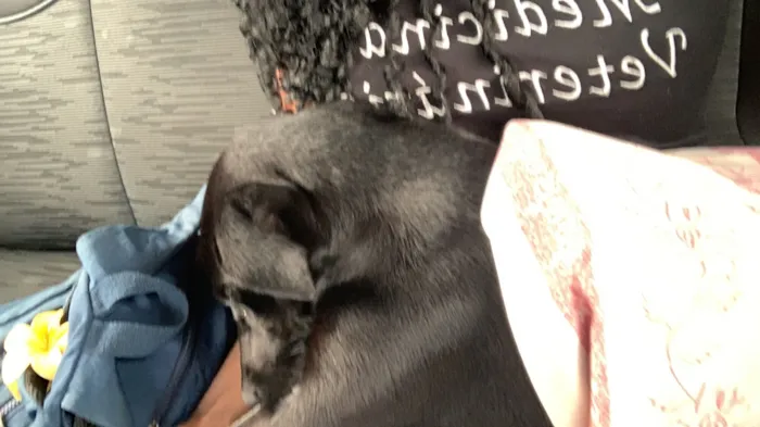 Cachorro raça SRD-ViraLata idade 7 a 11 meses nome Pretinha