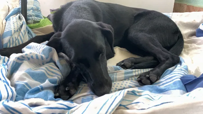 Cachorro raça SRD-ViraLata idade 7 a 11 meses nome Pretinha