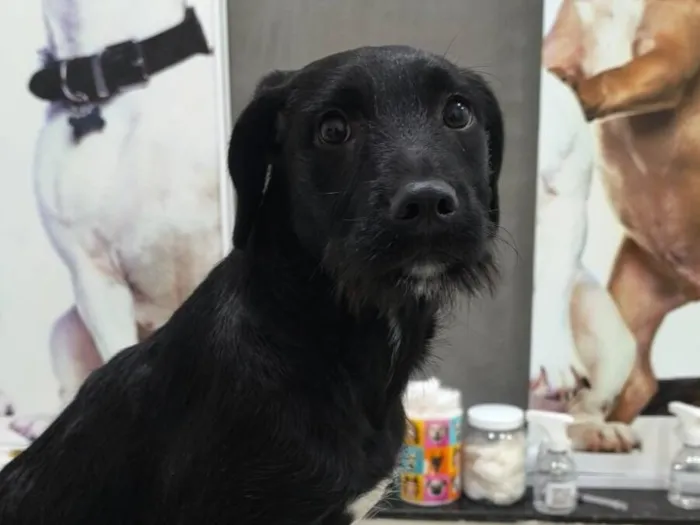 Cachorro raça SRD-ViraLata idade 2 a 6 meses nome Bob Marley