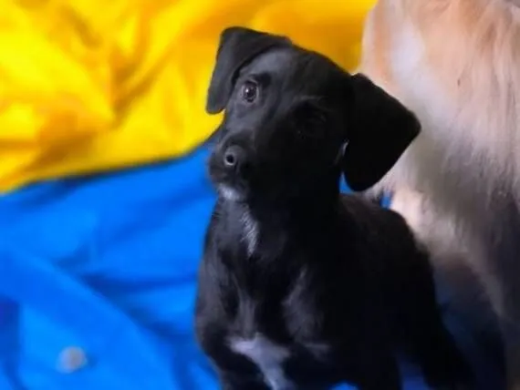 Cachorro raça SRD-ViraLata idade 2 a 6 meses nome Bob Marley