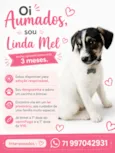 Linda Mel