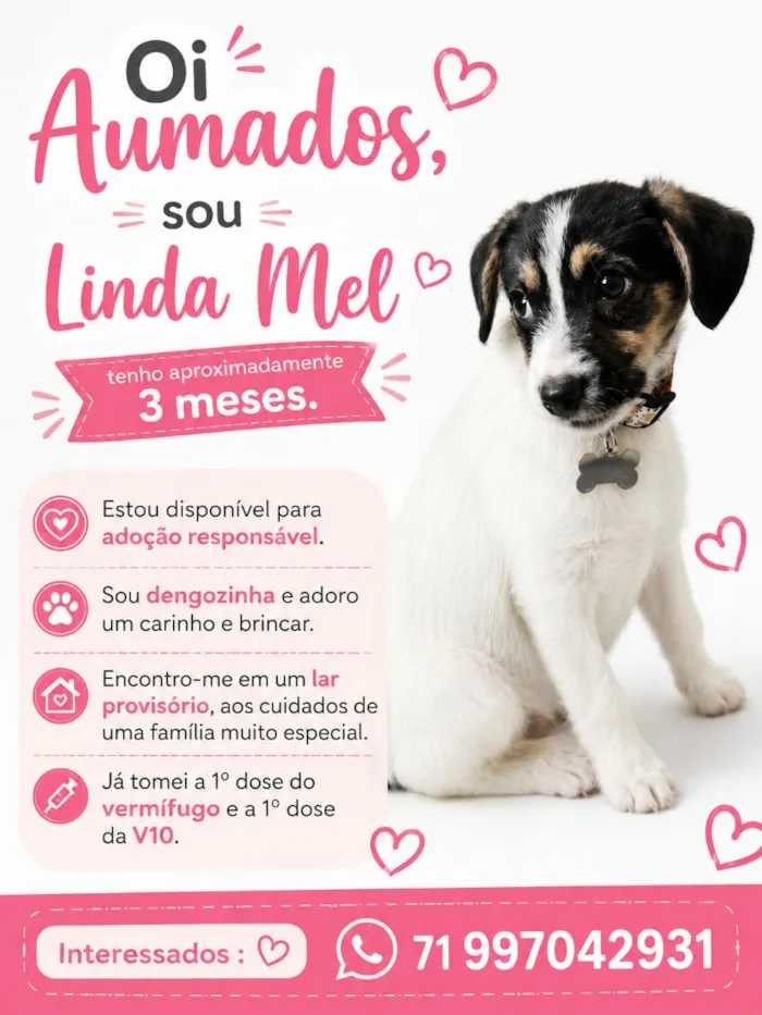 Cachorro raça SRD-ViraLata idade 2 a 6 meses nome Linda Mel
