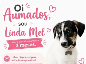 Cachorro raça SRD-ViraLata idade 2 a 6 meses nome Linda Mel