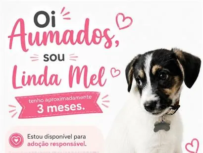 Cachorro raça SRD-ViraLata idade 2 a 6 meses nome Linda Mel