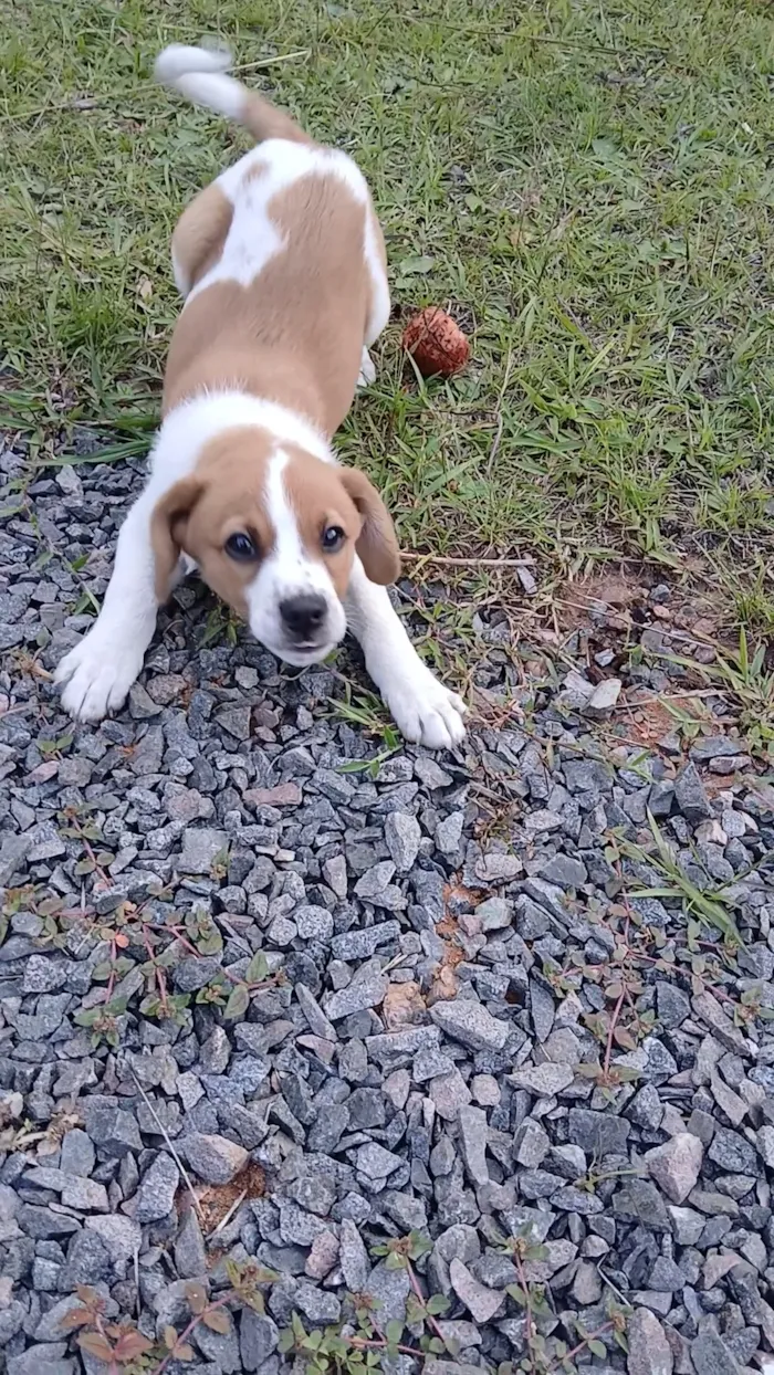 Cachorro raça SRD-ViraLata idade 2 a 6 meses nome Mingau