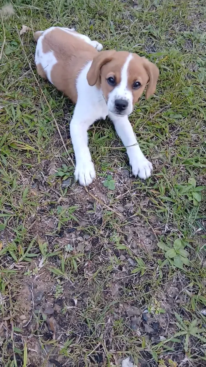 Cachorro raça SRD-ViraLata idade 2 a 6 meses nome Mingau
