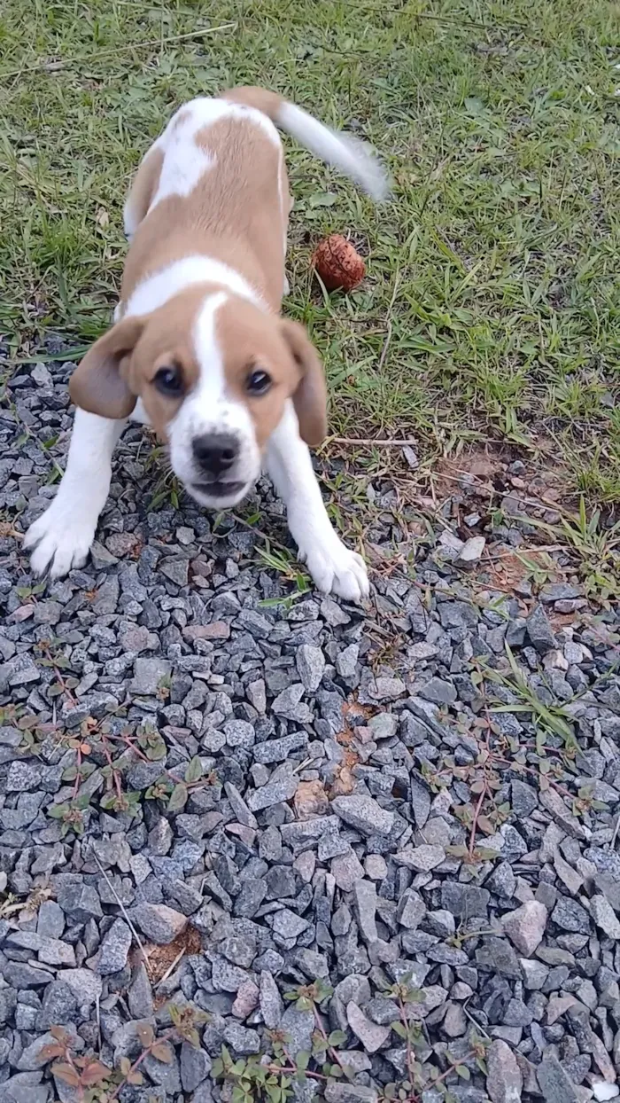 Cachorro raça SRD-ViraLata idade 2 a 6 meses nome Mingau