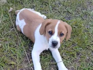 Cachorro raça SRD-ViraLata idade 2 a 6 meses nome Mingau