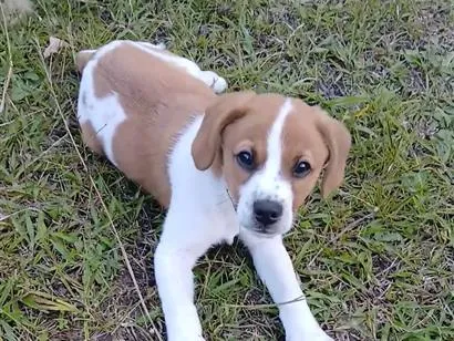 Cachorro raça SRD-ViraLata idade 2 a 6 meses nome Mingau