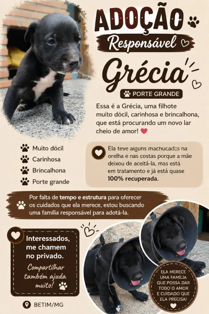Cachorro raça SRD-ViraLata idade 2 a 6 meses nome Grécia